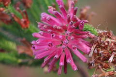 Erica verticillata