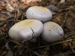 Cortinarius camphoratus