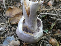 Cortinarius camphoratus