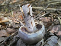Cortinarius camphoratus