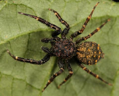 Massagris natalensis