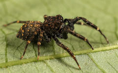 Massagris natalensis