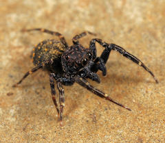 Massagris natalensis