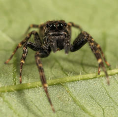 Massagris natalensis