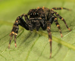 Massagris natalensis