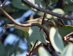 Vireo philadelphicus