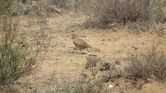 Chersomanes albofasciata albofasciata