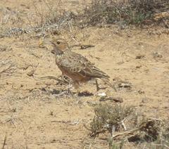 Chersomanes albofasciata albofasciata
