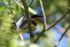 Batis capensis capensis