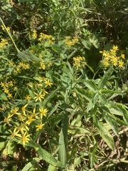 Senecio sarracenicus