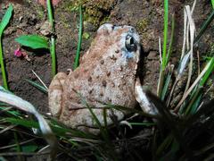 Tomopterna delalandii