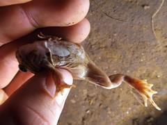 Tomopterna delalandii