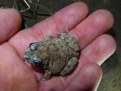 Tomopterna delalandii