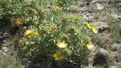 Berkheya onopordifolia onopordifolia