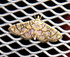 Pseudopyrausta acutangulalis