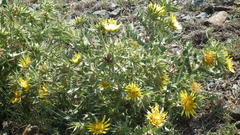 Berkheya onopordifolia onopordifolia