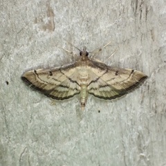 Marasmia cochrusalis