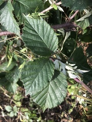 Rubus subtercanens