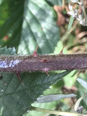 Rubus subtercanens