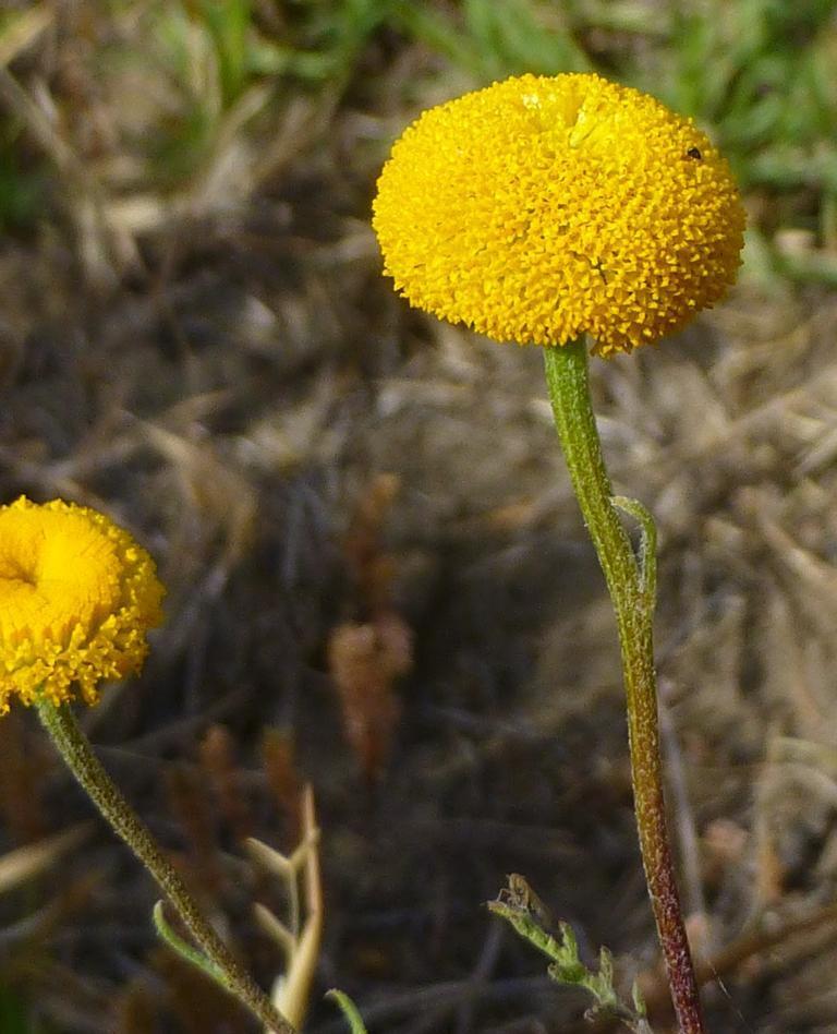 Cape marigold