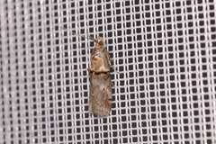 Trachonitis cristella