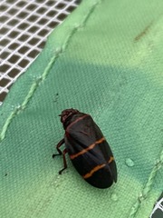 Prosapia bicincta
