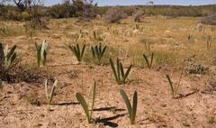 Haemanthus amarylloides polyanthus