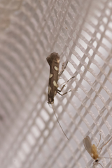 Calybites phasianipennella