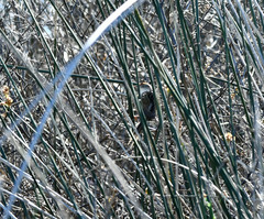 Spartonoica maluroides