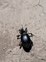 Eleodes spinipes ventricosus