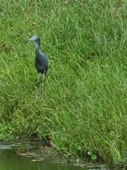 Egretta caerulea