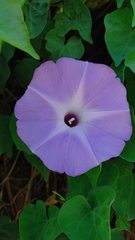 Ipomoea crinicalyx