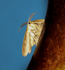 Pterospoda kunzei