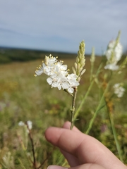 Oenothera glaucifolia