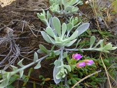 Vellereophyton
