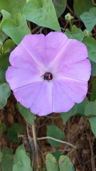 Ipomoea crinicalyx
