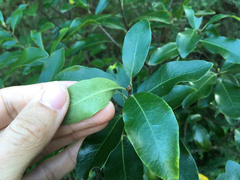 Pittosporum colensoi