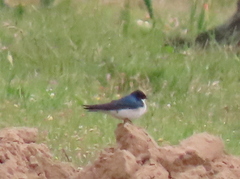 Hirundo dimidiata dimidiata