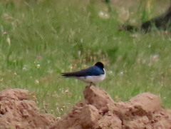 Hirundo dimidiata dimidiata