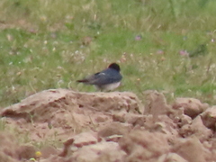 Hirundo dimidiata dimidiata