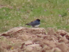 Hirundo dimidiata dimidiata