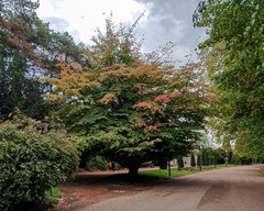 Parrotia
