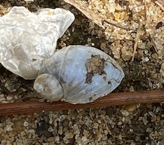 Succinea floridana