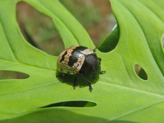 Platyphora petulans