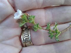 Anisodontea dissecta