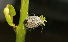 Cappaea taprobanensis