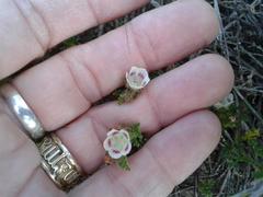 Anisodontea dissecta