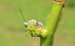 Cappaea taprobanensis