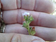 Anisodontea dissecta