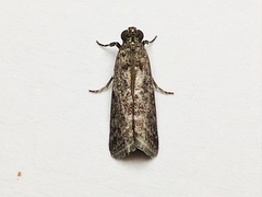 Phycitini